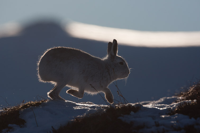 Mountain hare (Lepus timidus) backlit on snow, Scotland